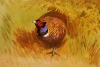 Thorburn, Archibald - A Cock Pheasant
